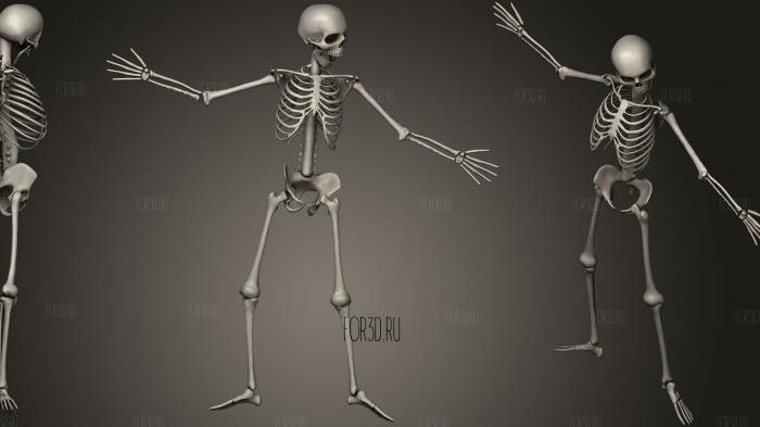 Human Bones Set3